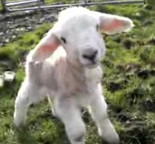 Baby Sheep Says Hello